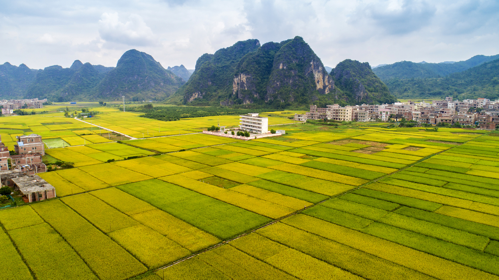 罗定素有“岭南粮仓”之称,稻谷飘香美如画。(资料图)罗定市委宣传部供图